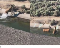 Deer Deer